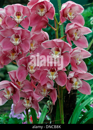 Orcids at the Orchid Festival in Gangtok,Sikkim Stock Photo
