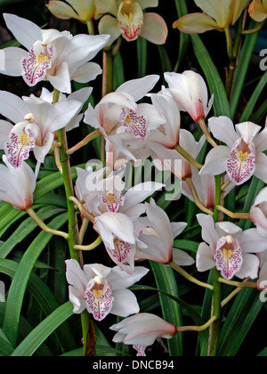 Orchids at the Orchid Festival in Gangtok,Sikkim Stock Photo