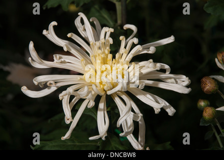 White and yellow spider chrysanthemum Stock Photo