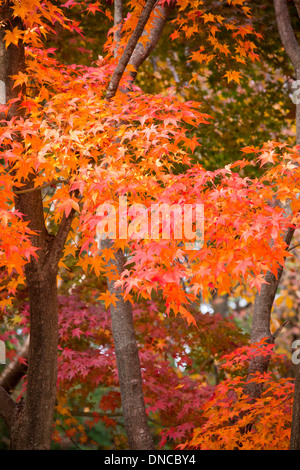 Korean maple trees (Acer pseudosieboldianum) displaying autumn colors - Gyeongju, South Korea Stock Photo