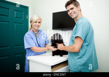 Young Veterinarian Doctors Examining A Dog Stock Photo