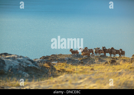 A herd of Bighorn Sheep Rams gather on top of a hillside in Jasper National Park in the Rockies. Wildlife viewing at Jasper Lake Stock Photo