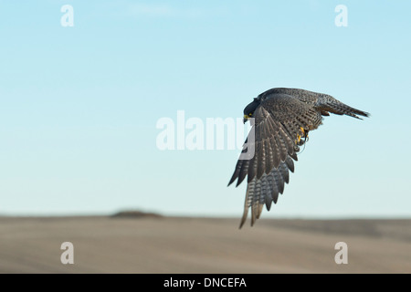 Flying Peregrine Falcon on the Prairie Stock Photo