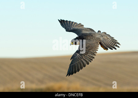 Flying Peregrine Falcon on the Prairie Stock Photo