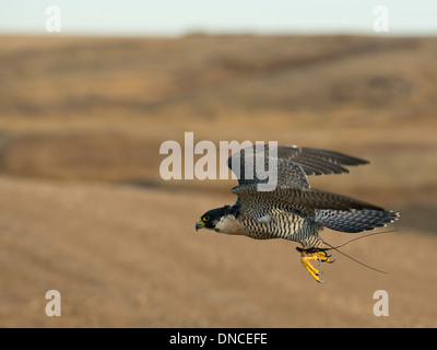 Flying Peregrine Falcon on the Prairie Stock Photo