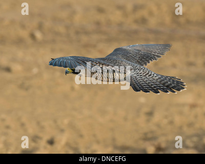 Flying Peregrine Falcon on the Prairie Stock Photo