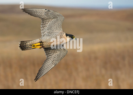 Flying Peregrine Falcon on the Prairie Stock Photo