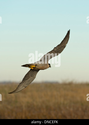 Flying Peregrine Falcon on the Prairie Stock Photo