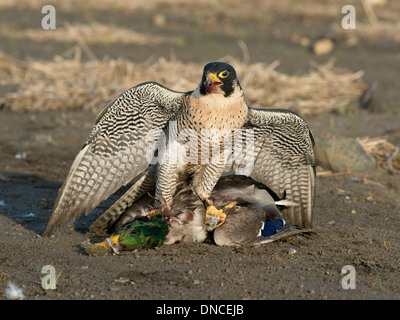 Hunting Peregrine Falcon Stock Photo