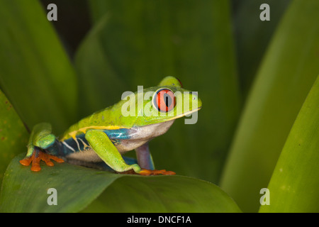 Red-eyed Tree frog (Agalychnis callidryas) also known as Red-eye Leaf Frog, on a leaf in a tropical garden Stock Photo