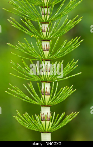 Nodes (nodi) of a young steril stem of Great horsetail (Equisetum telmateia) Stock Photo