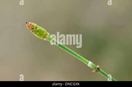 Fertile stem of Marsh horsetail (Equisetum palustre), Horsetail family (Equisetaceae), Ronda, Andalusia, Spain Stock Photo