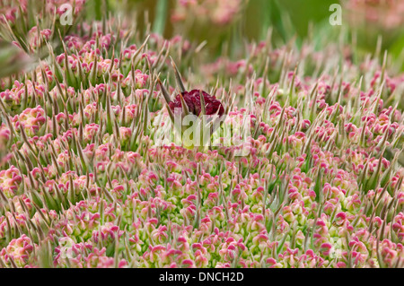 Flower umbel of Wild Carot (daucus carota) with a black contrasting flower in the centre Stock Photo