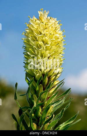 Yellow bellflower (Campanula thyrsoides) Stock Photo