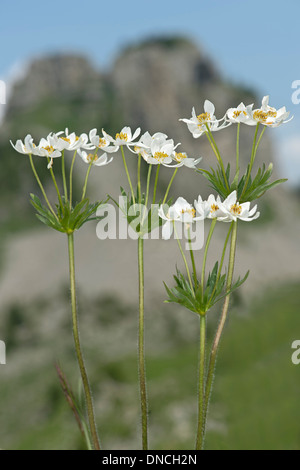 Narcissus-flowered anemone (Anemone narcissiflora) Stock Photo