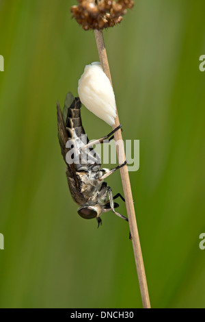 Female dark giant horsefly (Tabanus sudeticus) laying oblong whitish eggs Stock Photo