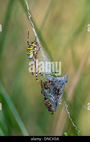 Wasp spider (Argiope bruennichi) with prey Stock Photo