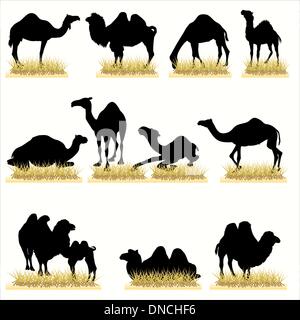 Camels Silhouettes Set Stock Vector