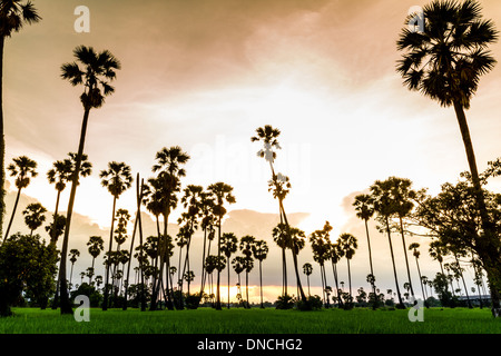 Sugar palm tree Stock Photo