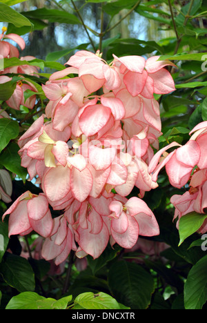 Pink Tropical Dogwood Latin name Mussaenda erythrophylla QUEEN SIRIKIT Stock Photo