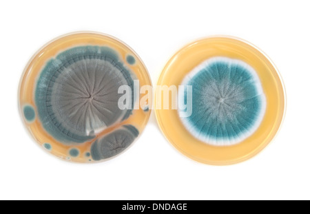 Penicillium fungi on agar plate in laboratory Stock Photo