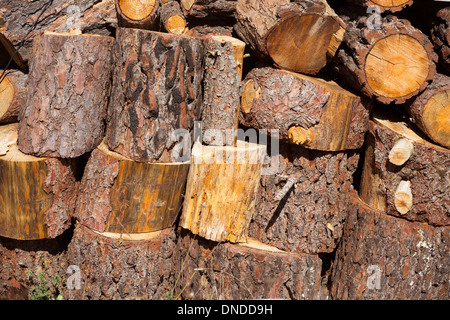 firewood of pine tree stacked in a row at Spain Stock Photo