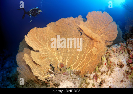 Diver looking at Venus fan, Venus sea fan, common sea fan, West Indian ...