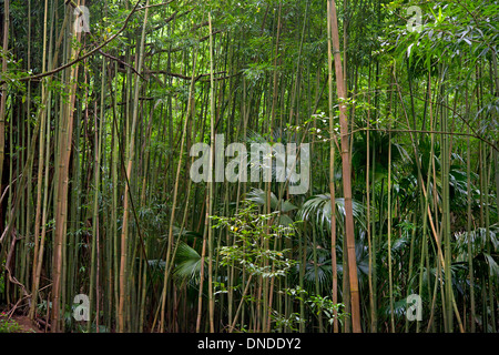 Jungle on Oahu island, Hawaii Stock Photo