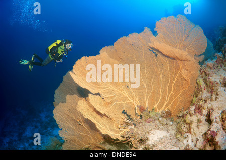 Diver looking at Venus fan, Venus sea fan, common sea fan, West Indian ...