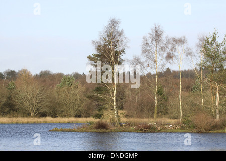 Woorsgreens Lake, in the Forest of Dean, Gloucestershire. Stock Photo