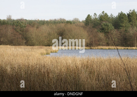 Woorsgreens Lake, in the Forest of Dean, Gloucestershire. Stock Photo