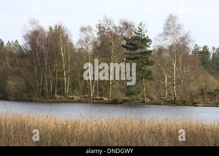 Woorsgreens Lake, in the Forest of Dean, Gloucestershire. Stock Photo