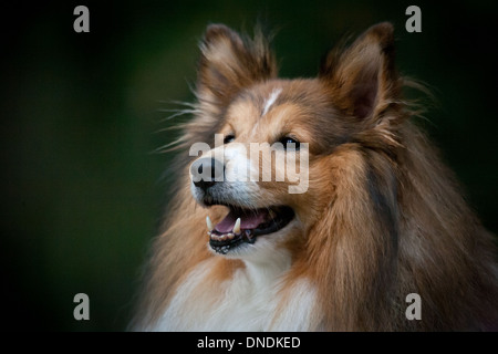 Shetland Sheepdog in Østfold, Norway. Stock Photo