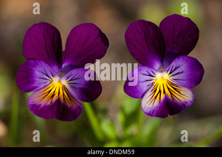 Heartsease, Viola tricolor, in a garden in Moss, Østfold, Norway. Stock Photo