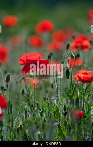 Field Poppies Papaver rhoeas in wild flower meadow Chilterns Buckinghamshire UK June Stock Photo