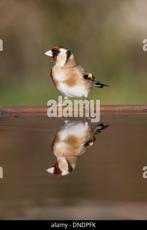 Goldfinch, Carduelis carduelis, single bird at water, Warwickshire, December 2013 Stock Photo