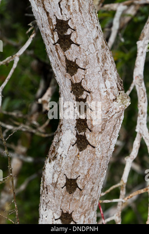 small tree  bats in a row hanging upside down on the banks of the New river in Belize Stock Photo