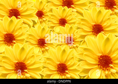 Dahlia Dahlietta Stock Photo