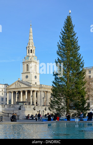 Norwegian spruce Christmas Tree gift from Norway in Trafalgar Square St Martin in the Fields church & spire blue sky winters day London England UK Stock Photo