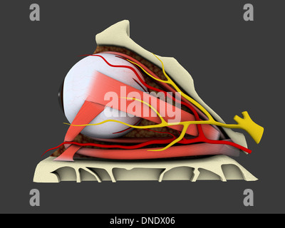 Conceptual image of human eye anatomy. Stock Photo