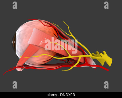 Conceptual image of human eye anatomy. Stock Photo