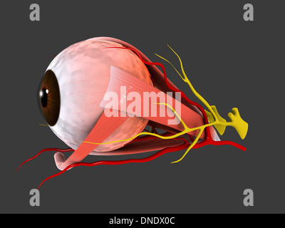 Conceptual image of human eye anatomy. Stock Photo