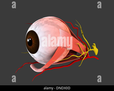 Conceptual image of human eye anatomy. Stock Photo