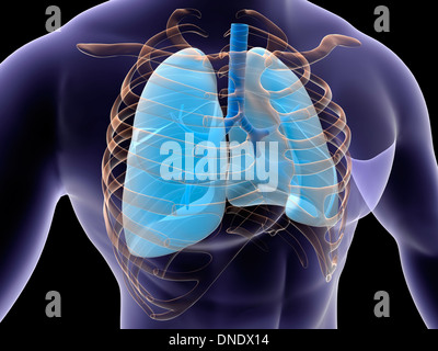 Conceptual image of human lungs and rib cage. Stock Photo