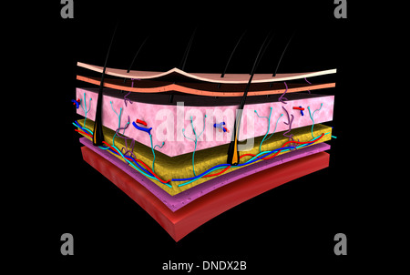 Conceptual image of the layers of human skin. Stock Photo