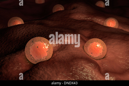 Microscopic view of ovules. Stock Photo