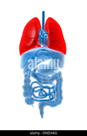 X-ray image of internal organs with lungs highlighted in red. Stock Photo