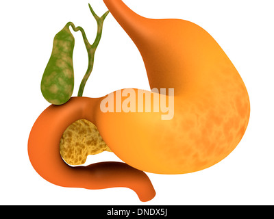 Gall bladder with stomach. Stock Photo