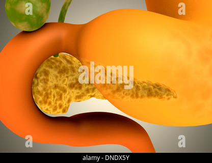 Conceptual image of human pancreas and stomach. Stock Photo