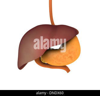 Conceptual image of human digestive system. Stock Photo